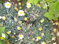 100_5205.webp
