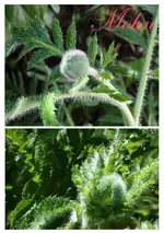 Mohn.webp