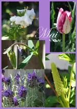 Mai Collage kl.webp