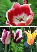 tulpen klö.webp