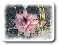 DSCF5355.webp