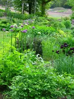 Allium Border.webp