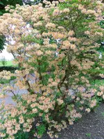 Azalea.webp