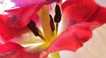 Tulpe Macro 3.jpg