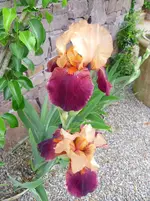 Iris 'Cimerron Strip'.webp