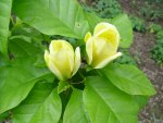 Magnolia 'Yellow Bird'.jpg