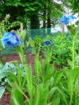 Meconopsis.jpg