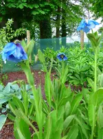 Meconopsis.webp