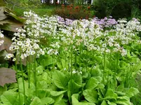 Primulas.webp