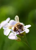Biene Macro.webp