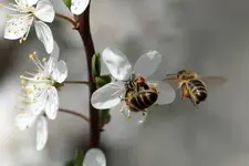 Biene Anflug.webp