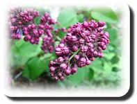 DSCF5333.webp