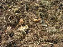 DSCN0219.webp