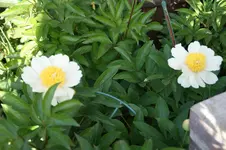 DSC05080.webp