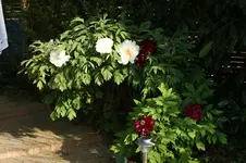 DSC05081.webp