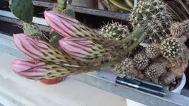 DSC01425 - 2011-05-09 - echinopsis-knospen.webp