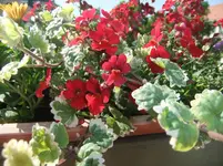 DSCF2807.webp