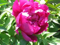 IMG_2401_1067x800.webp