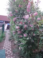 034.webp