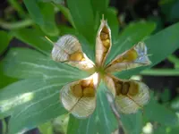 113.webp
