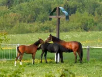 Pferde005.webp