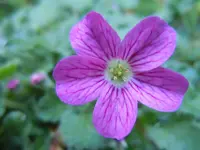 005.webp