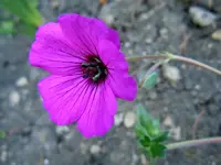 016.webp