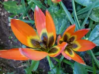 045.webp