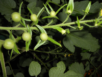 Tomate 2.webp