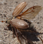 P5098563 Maikäfer.webp