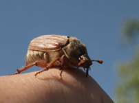 P5098620 Maikäfer.webp