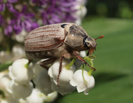 P5098591 Maikäfer.webp