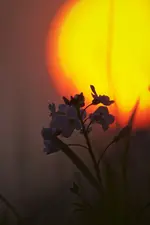 blume6.webp