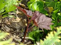DSCF8625.webp