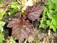 DSCF8626.webp