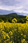 Blüten am Wegrand Mai (2 von 18).jpg