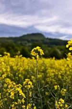 Blüten am Wegrand Mai (2 von 18).webp