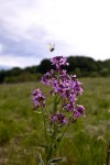 Blüten am Wegrand Mai (5 von 18).jpg