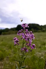 Blüten am Wegrand Mai (5 von 18).webp