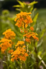 Blüten am Wegrand Mai (8 von 18).webp