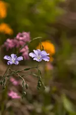 Blüten am Wegrand Mai (11 von 18).webp