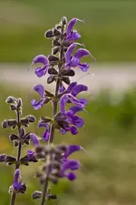 Blüten am Wegrand Mai (15 von 18).webp