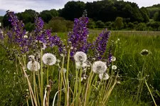 Blüten am Wegrand Mai (18 von 18).webp