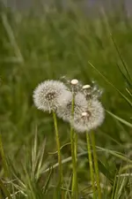 Blüten am Wegrand Mai (14 von 18).webp