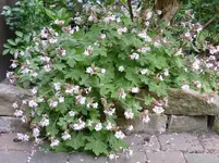 P1010871.webp