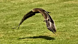 adler (1 von 1)z.webp