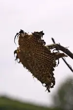 Blüten am Wegrand Mai (10 von 18).webp