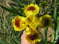 IMG_eye magic_1067x800.webp