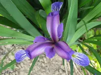 IMG_iris graminea_1067x800.webp