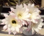 DSC01441 - 2011-05-10 - echinopsis sonne.JPG